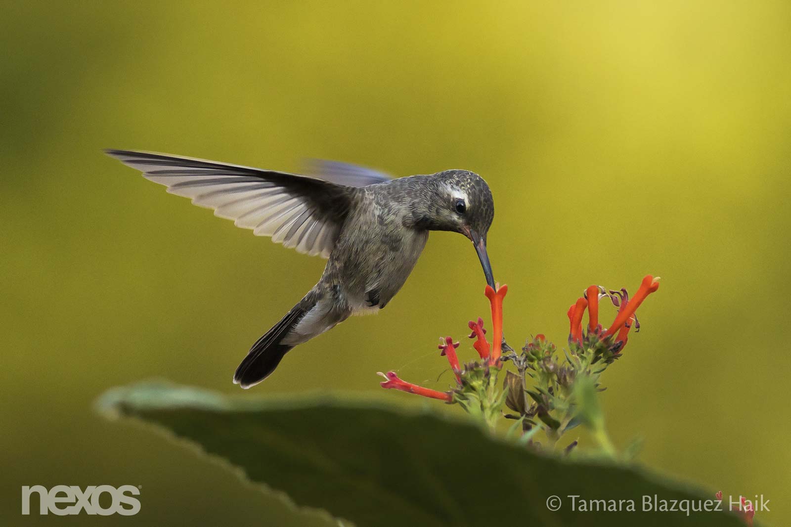 Fauna de la Ciudad de México