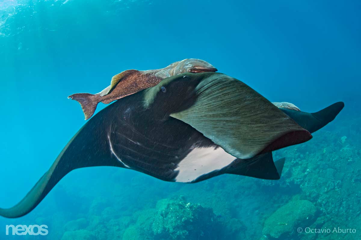 Mares mexicanos en 2030