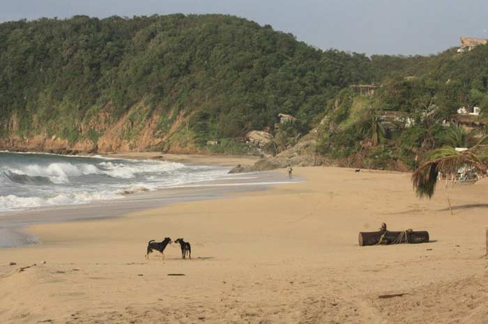 La pandemia y el ambiente: lecciones a más de un año de cuarentena