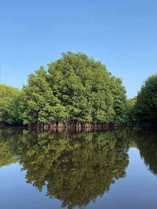 Monitoreo de manglares mexicanos: la importancia de preservar