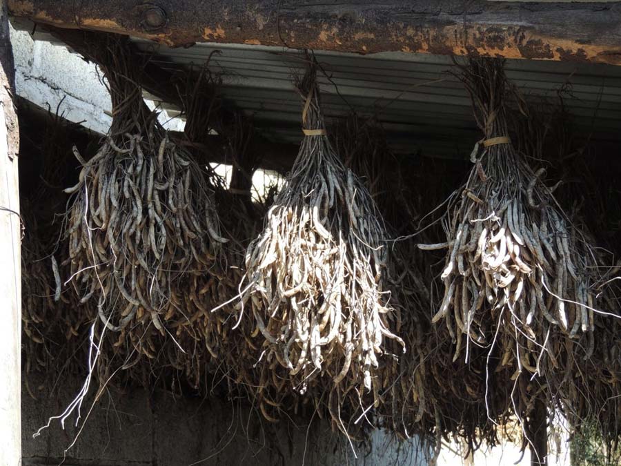 Fotografía: Simoneta Negrete Yankelevich