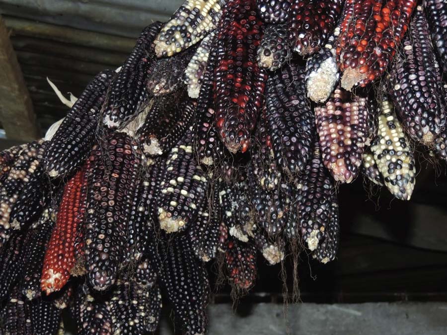 Fotografía: Simoneta Negrete Yankelevich