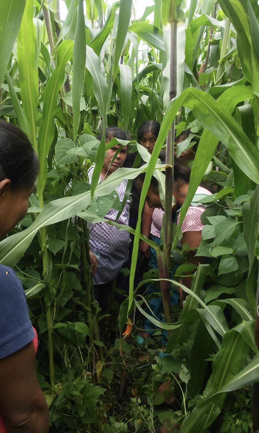 Fotografía: Simoneta Negrete Yankelevich