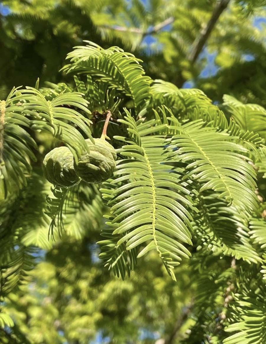 La secuoya del amanecer: una ventana al cretácico