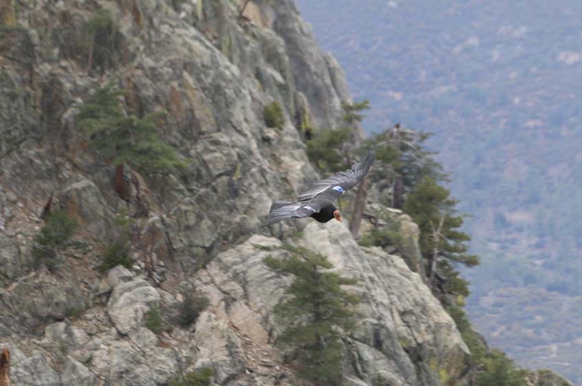 El majestuoso cóndor californiano en vías de recuperación