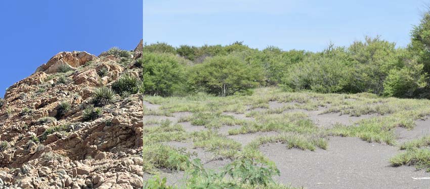 Fotos 3 y 4. Playa de Peña Blanca, Colima. Las construcciones invadieron el cordón de dunas costeras. Fotografías: Omar Cervantes