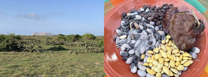 Fotos 5 y 6. Playa de Peña Blanca, Colima. Se aprecia la duna y Peña Blanca así como el fruto de la Parota y sus semillas, sin pelar, limpias y tostadas. Fotografías: Omar Cervantes