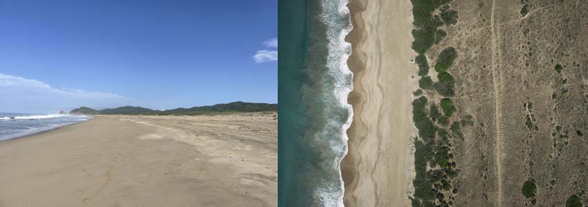 Fotos 7 y 8. Playa Peña Blanca, Manzanillo, Colima. Se observa cordón de dunas y vegetación natural costera. Fotografías: Omar Cervantes
