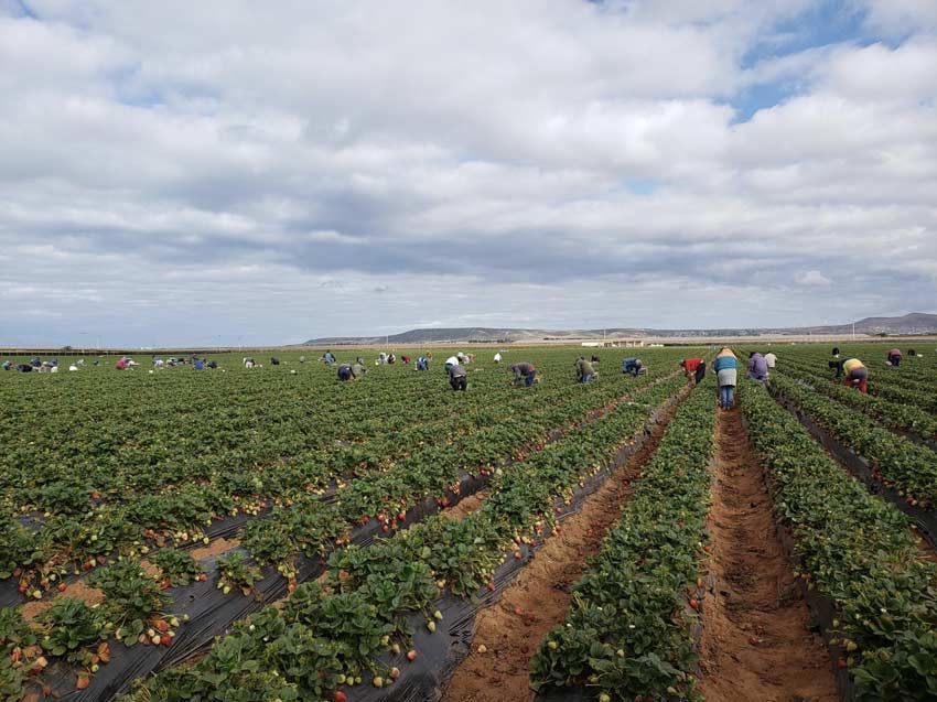 Cosecha de fresa para exportación en Camalú