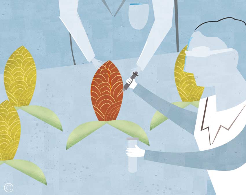 ¿Por qué el maíz transgénico es un problema de salud?