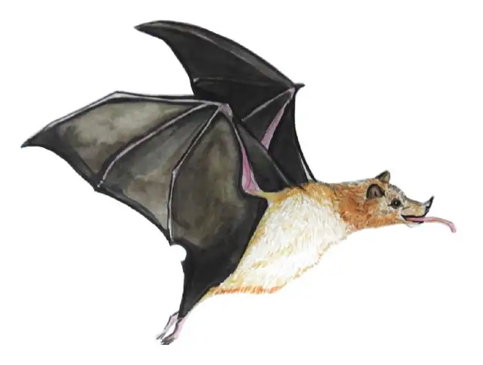 Alcahuetas del amor, las bacterias responsables de la atracción