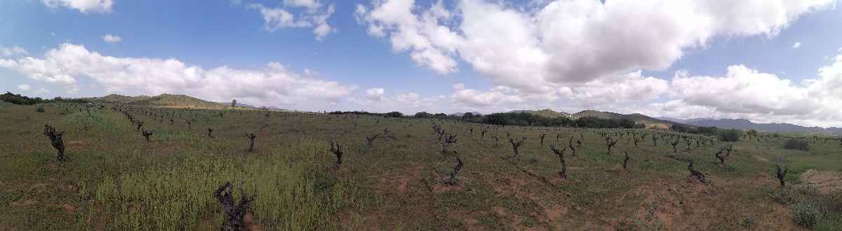 Insectos del Valle de Guadalupe: héroes y villanos de la viticultura